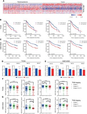 ABCC6 Knockdown Fuels Cell Proliferation by Regulating PPARα in Hepatocellular Carcinoma